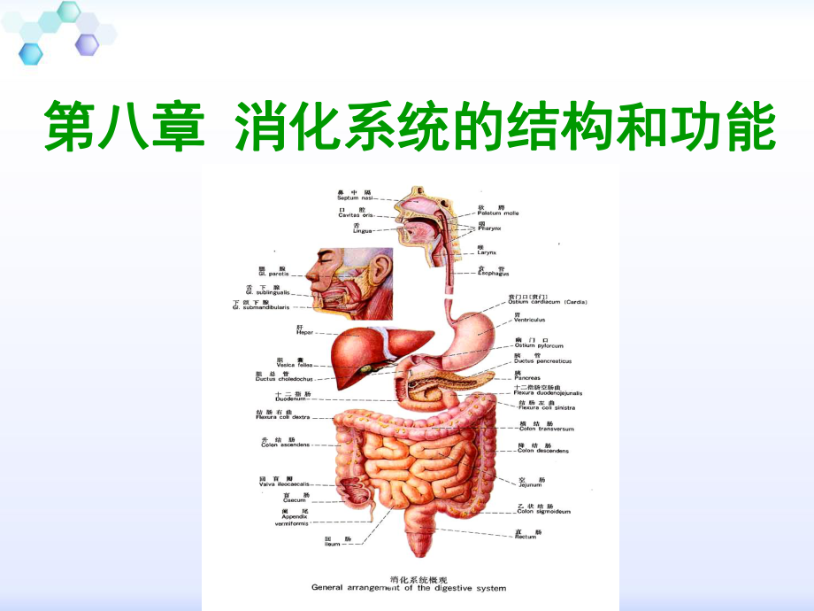 消化系统解剖结构_第1页