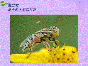 最新八年级生物上册昆虫的生殖和发育课件济南版本课件
