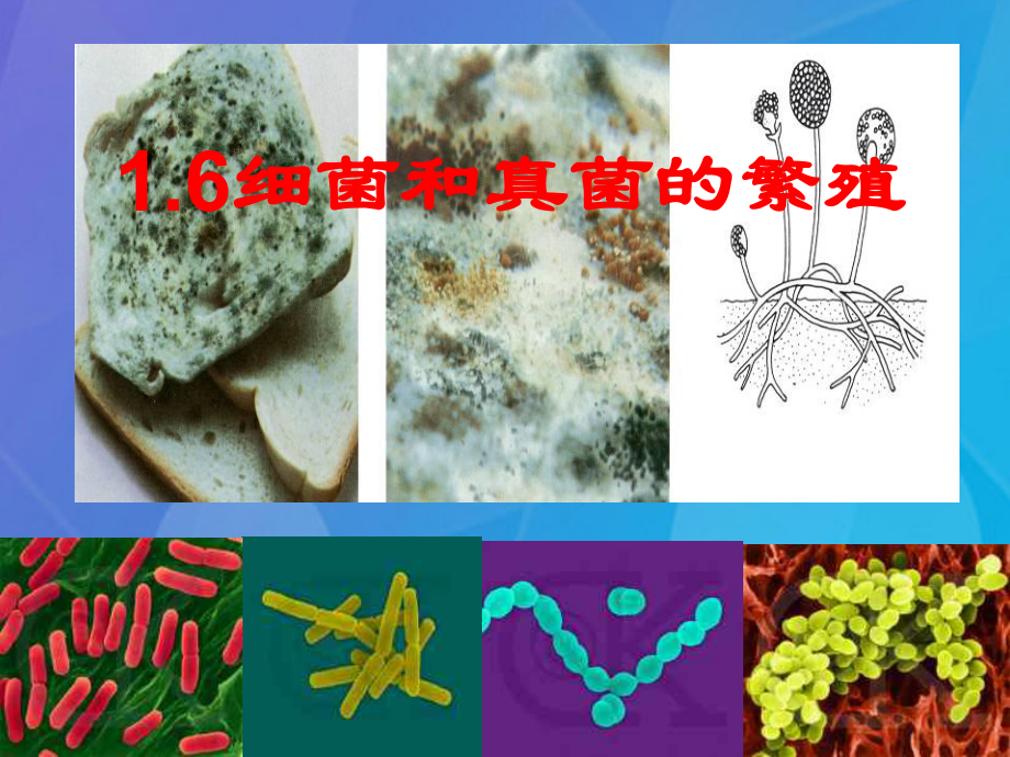 最新七年级科学下册1.6细菌和真菌的繁殖课件4浙教版浙教级下册自然科学课件_第1页