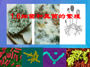 最新七年级科学下册1.6细菌和真菌的繁殖课件4浙教版浙教级下册自然科学课件