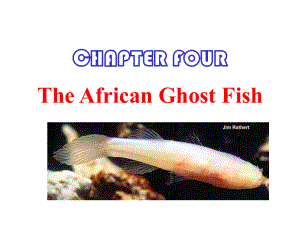 牛津上海版英語(yǔ)九上Chapter 4 The African ghost fish課件