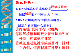 人教版教学课件第四章第3节DNA的复制
