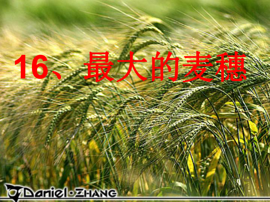 16.最大的麦穗概述_第1页