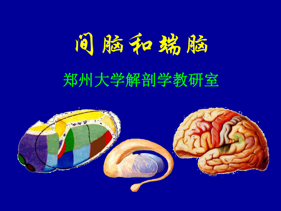 人体解剖学教学课件18间脑、端脑_第1页