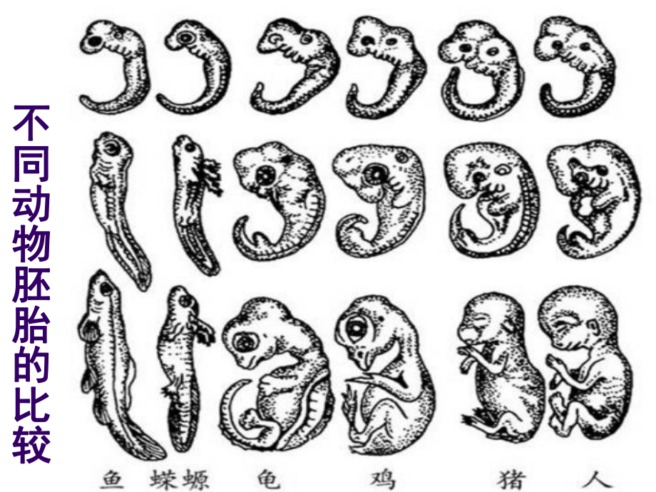 71现在生物进化理论的由来_第1页