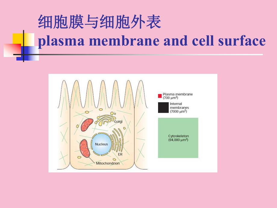 细胞膜和细胞表面ppt课件_第1页