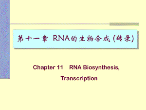 RNA的生物合成 11Transcription