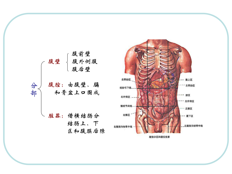 身体构造腹部图片