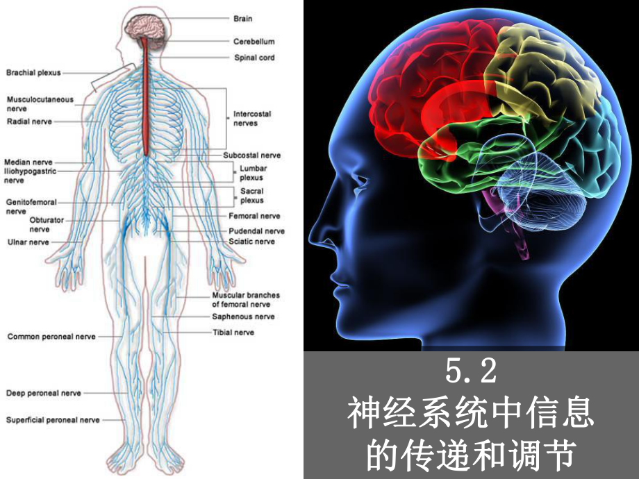 52神经系统中信息的传递和调节_第1页