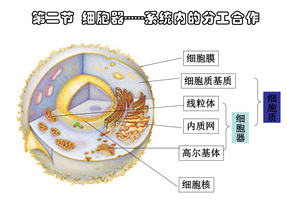 人教版教學課件云南省彌勒縣慶來中學高一生物 細胞器—系統內的分工合作(課件)_第1頁