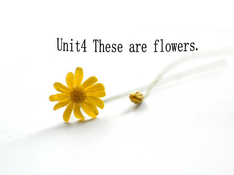 湘少版英語四年級上冊Unit 4These are flowers課件1_第1頁