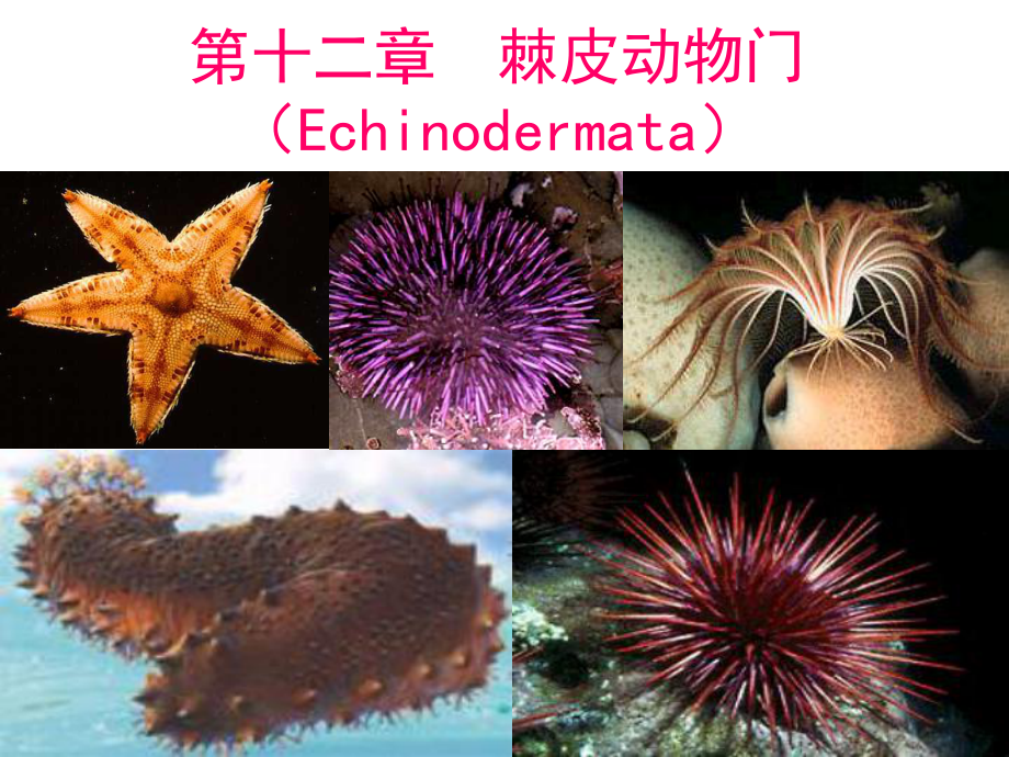 13第十三章棘皮動(dòng)物門(Echinodermata)_第1頁