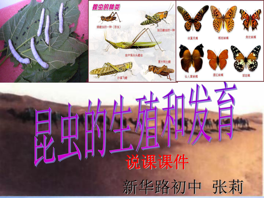 昆虫的生殖和发育说课课件_第1页