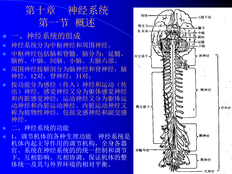 人体组织学与解剖学10神经系统1_第1页