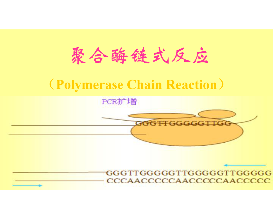 9第九讲PCR技术_第1页