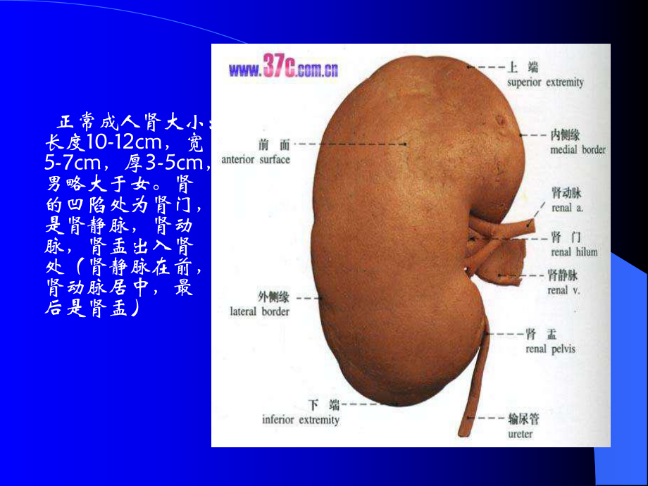 泌尿系统超声诊断课件