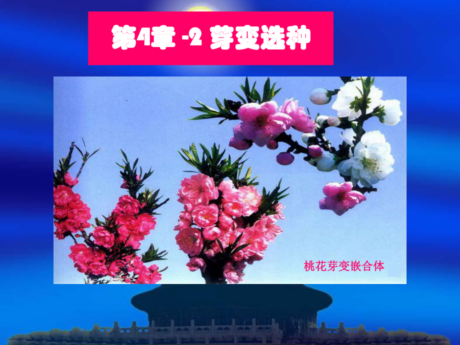 第六章2芽变选种.ppt_第1页