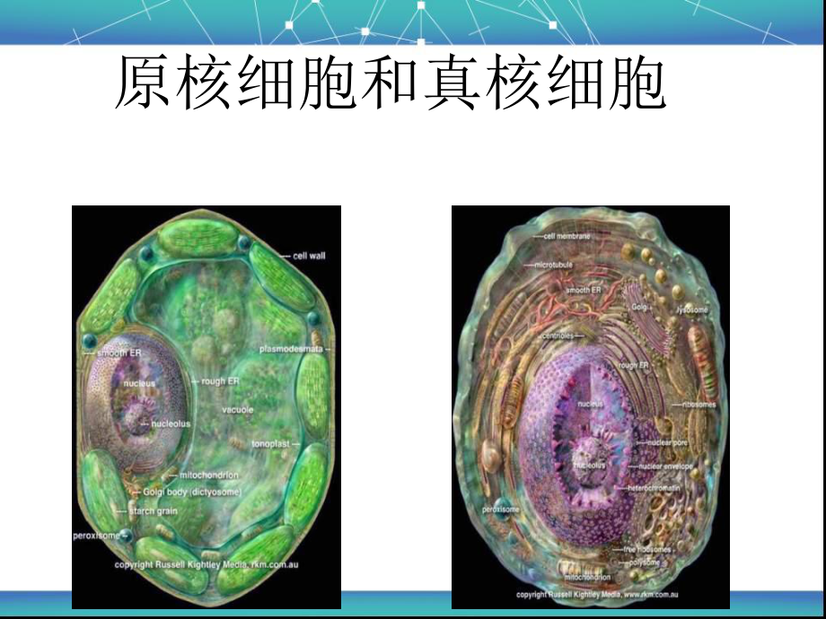 高一生物原核细胞和真核细胞_第1页