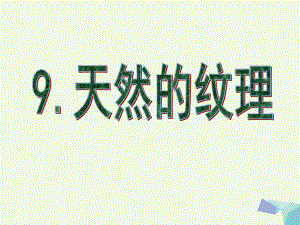 三年級美術(shù)上冊 第9課 天然的紋理課件2 新人教