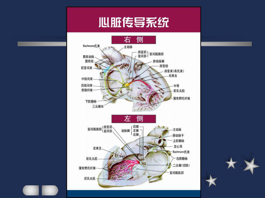 窦性心律失常_第1页