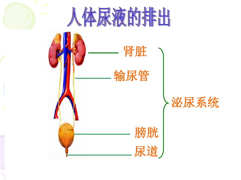 urineexamination尿液检查_第1页