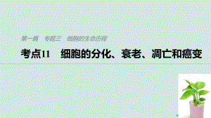 （通用）高考生物二輪復(fù)習(xí) 專題三 細(xì)胞的生命歷程 考點(diǎn)11 細(xì)胞的分化、衰老、凋亡和癌變課件