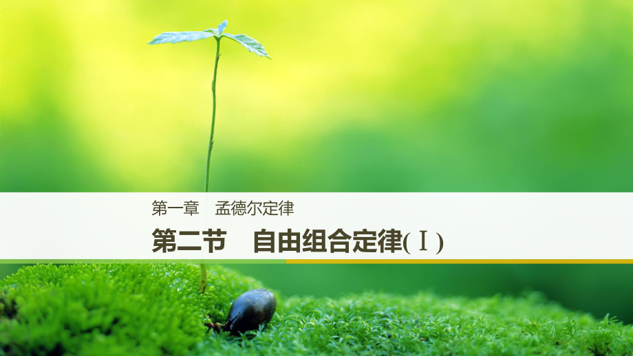 （通用）高中生物 第一章 孟德爾定律 第二節(jié) 自由組合定律（Ⅰ）課件 浙科必修2_第1頁