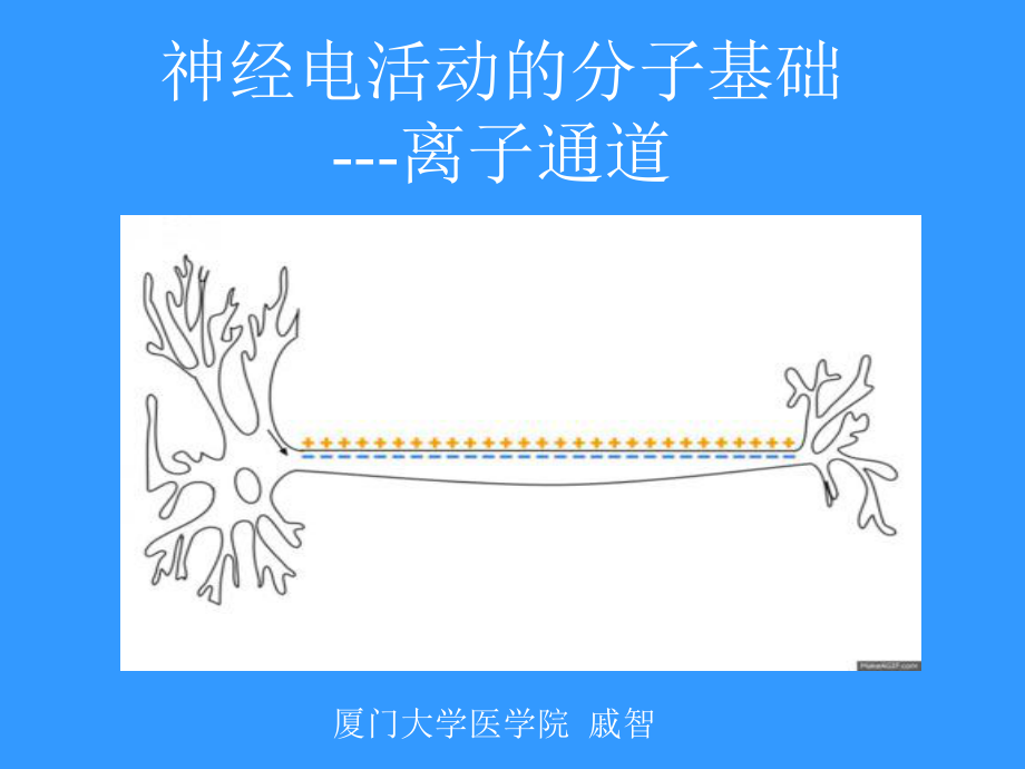 神经生物学（新版）课件：第三讲 离子通道的选择性及通透性机制_第1页