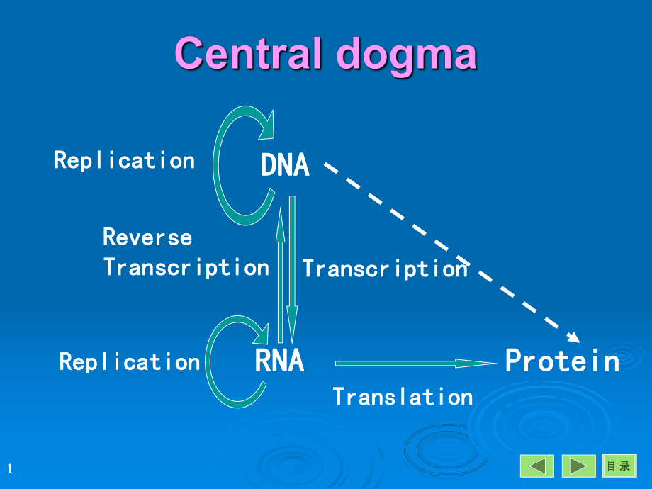 生物化學課件：第14章 RNA的生物合成_第1頁