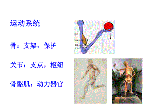 人体解剖学课件：02 运动系统总论