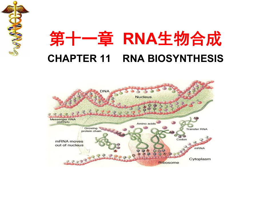 生物化學課件：11 RNA生物合成_第1頁