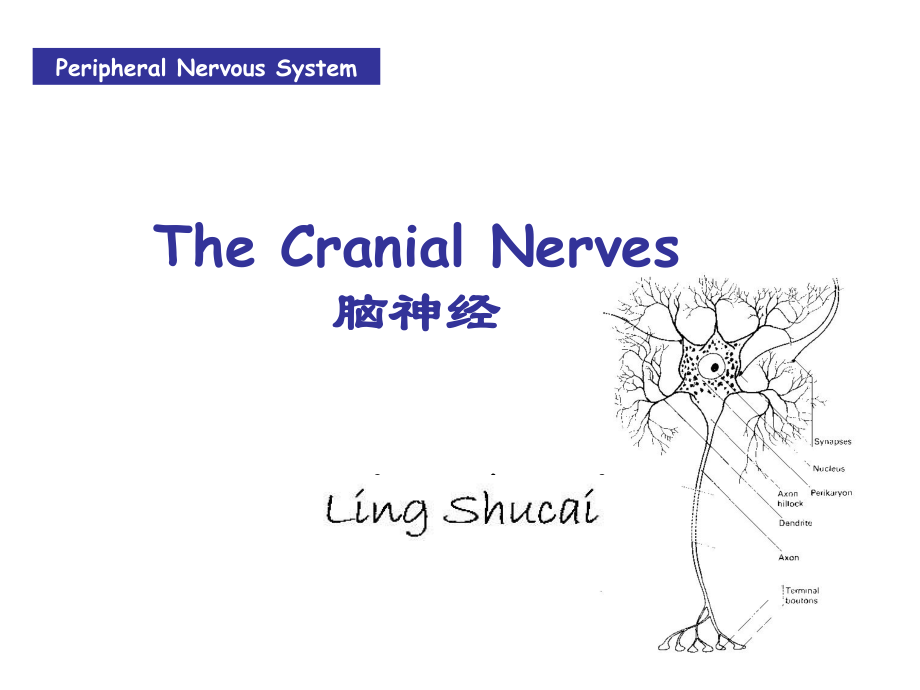 《系统解剖学》课件：8 cranial nerves_第1页