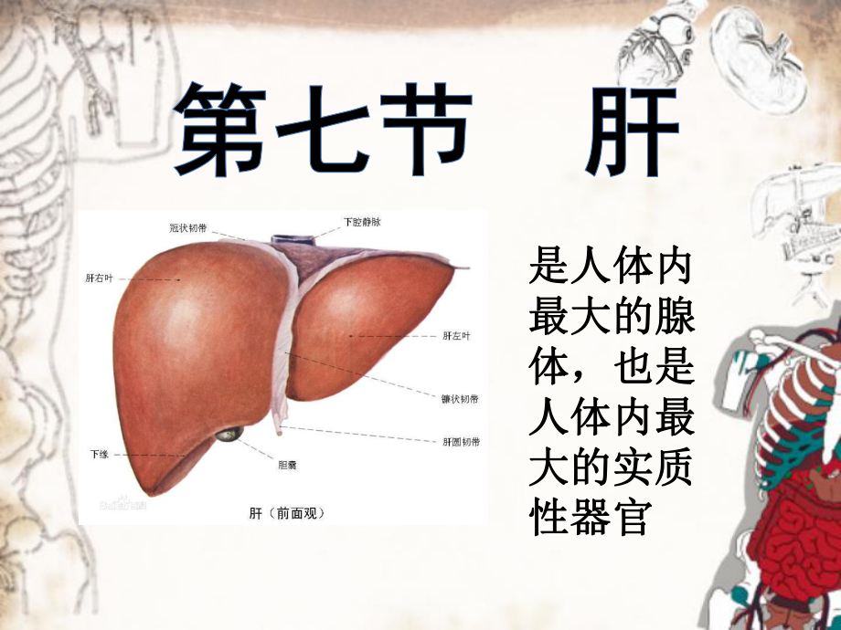 系统解剖学肝脏课件_第1页