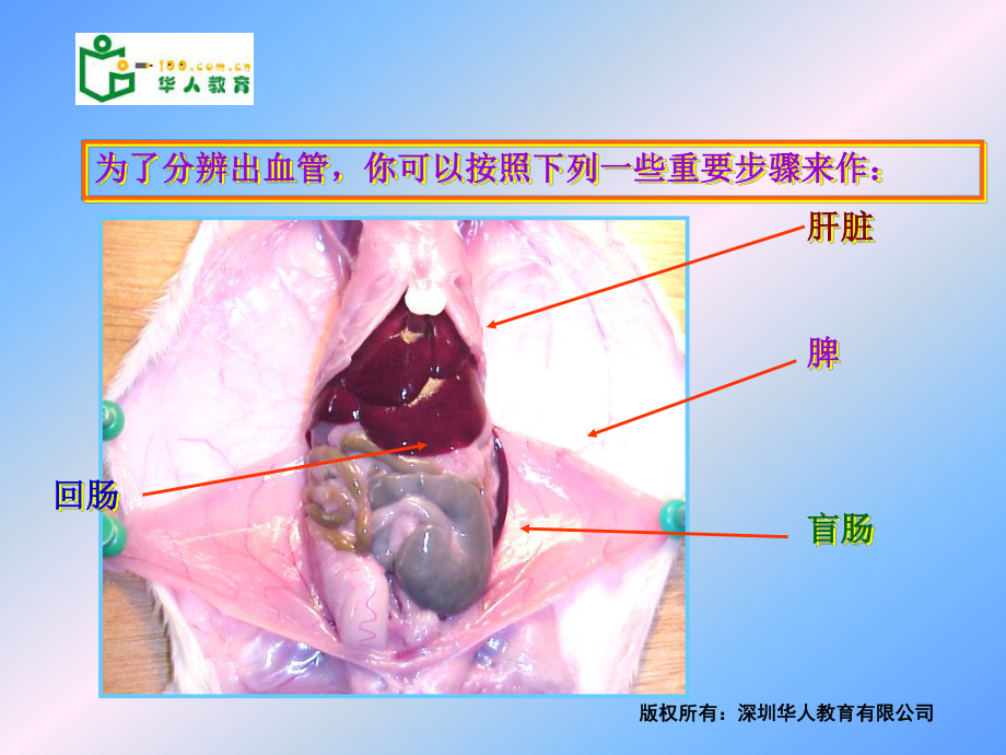 小鼠消化系統(tǒng)的解剖.ppt_第1頁