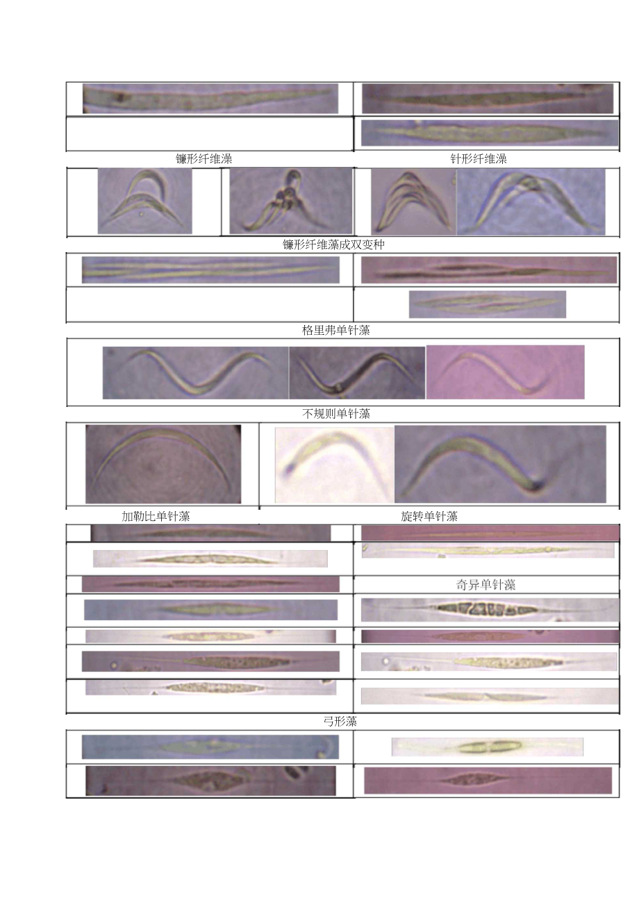常见藻类名称及图片图片