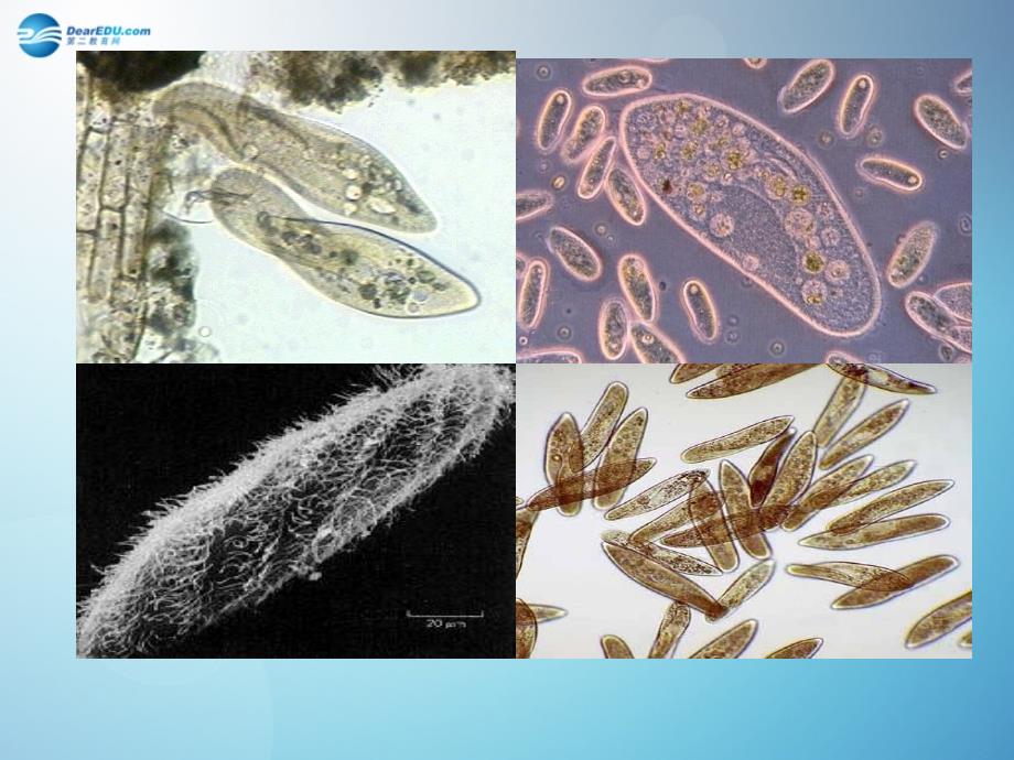 人教初中生物七上第2单元第2章第4节单细胞生物PPT课件2_第1页