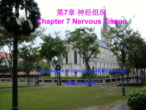 神经组织第8章神经系统