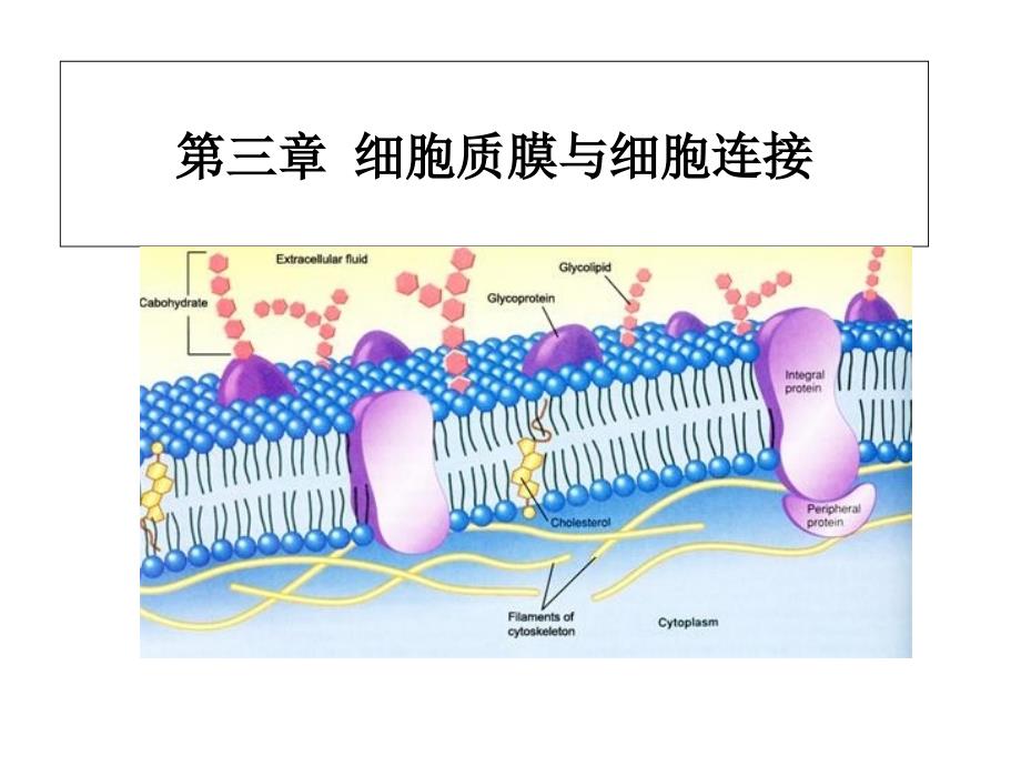 细胞质膜与细胞连接_第1页