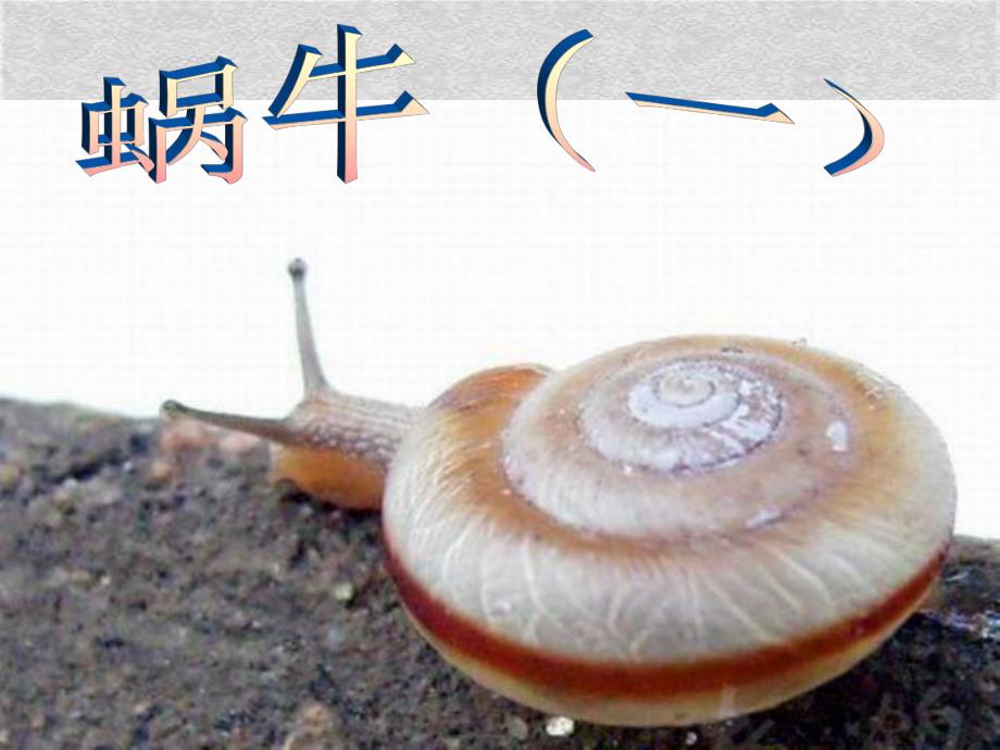 教科小学科学三上2.2蜗牛一课件10ppt_第1页