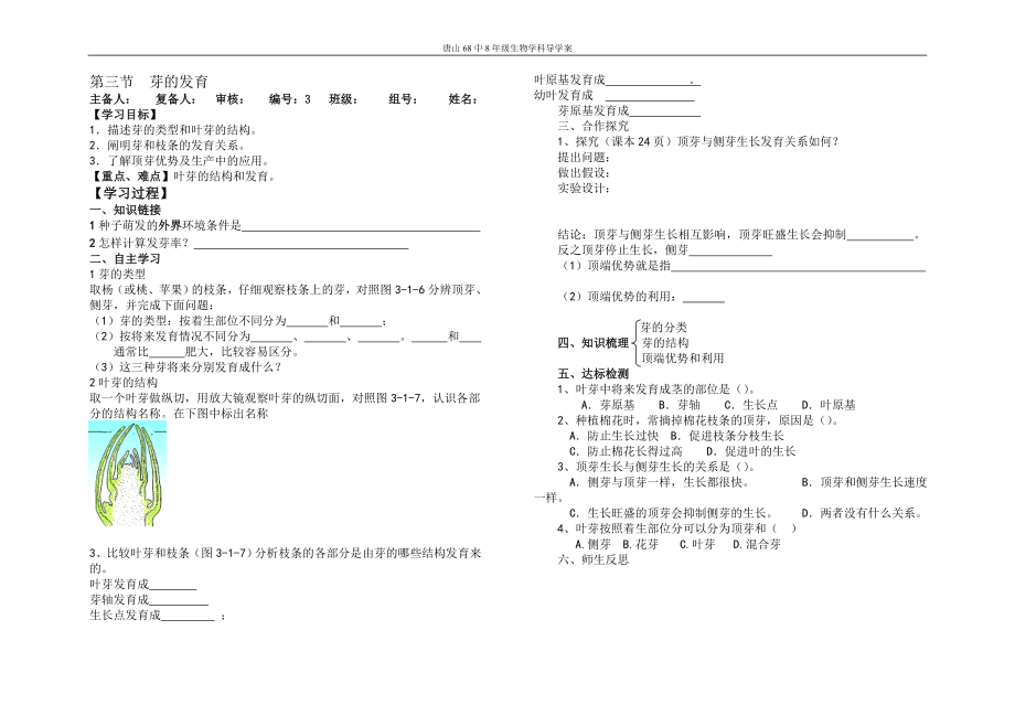 第三節(jié)芽的發(fā)育_第1頁