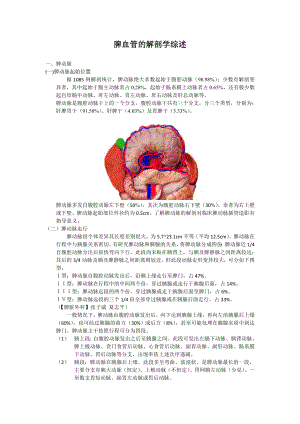 脾血管的解剖学综述
