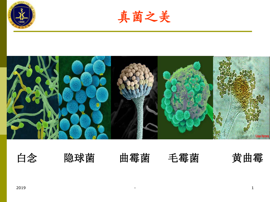 课件：伏立康唑作用特点介绍.ppt_第1页