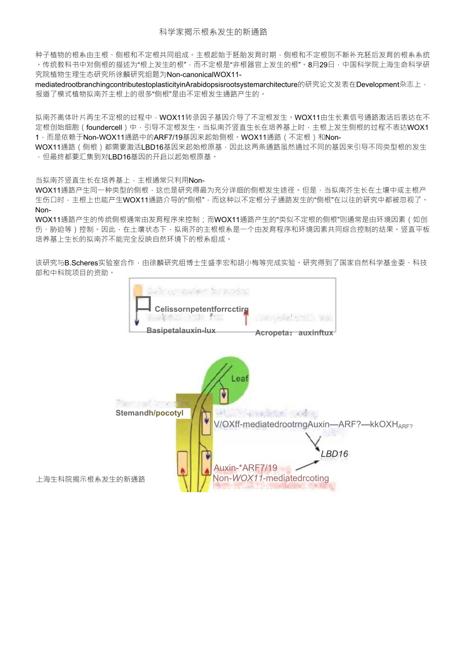 科学家揭示根系发生的新通路_第1页