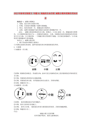 2022年高考生物復(fù)習(xí) 專題04 細(xì)胞的生命歷程 減數(shù)分裂和受精作用知識(shí)點(diǎn)