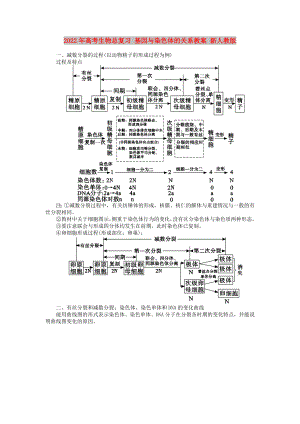 2022年高考生物總復(fù)習(xí) 基因與染色體的關(guān)系教案 新人教版