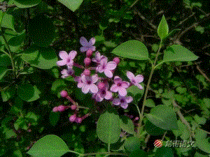 5一株紫丁香 (3)