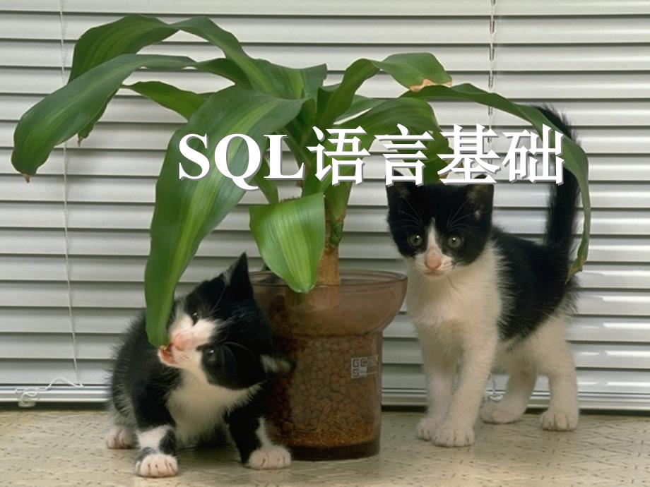 05SQL语言基础_第1页