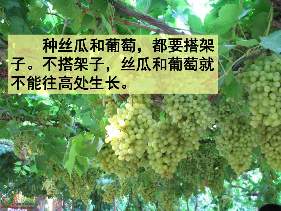 《爬山虎的腳》PPT (3)_第1頁