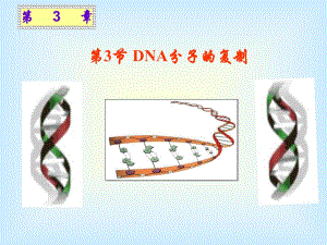 人教版必修二第3章第3节DNA的复制共34张PPT