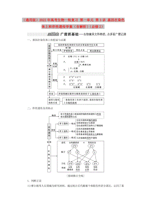 （通用版）2022年高考生物一輪復(fù)習(xí) 第一單元 第3講 基因在染色體上和伴性遺傳學(xué)案（含解析）（必修2）